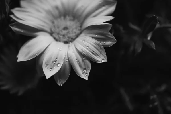 Gazania Zwart Wit Bloem Close Macro Met Waterdruppels — Stockfoto