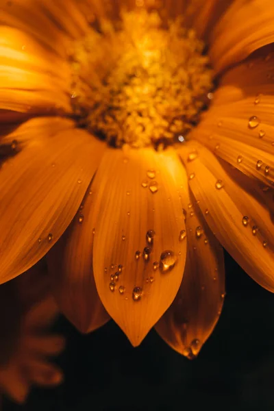 Gazania Flor Amarilla Primer Plano Macro Con Gotas Agua — Foto de Stock