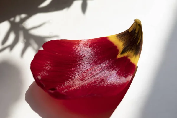 Tulip Leaf Closeup Macro Red Sun — стоковое фото