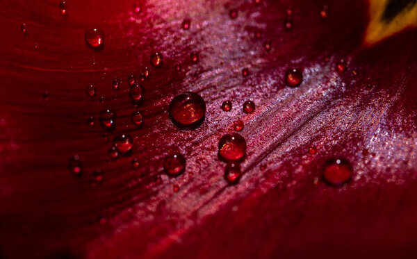 water drops on red leaf tulip closeup