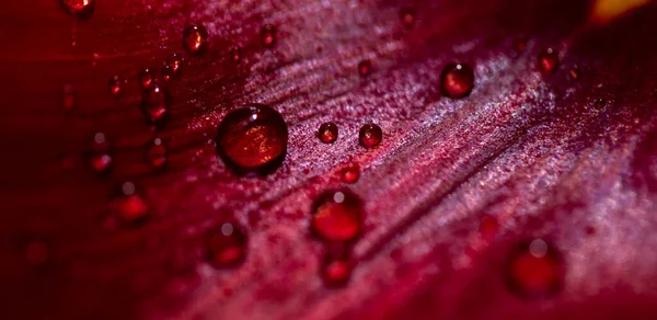 Water Drops Red Leaf Tulip Closeup — стоковое фото