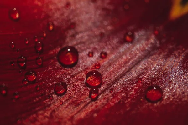 Water Drops Red Leaf Tulip Closeup — стоковое фото