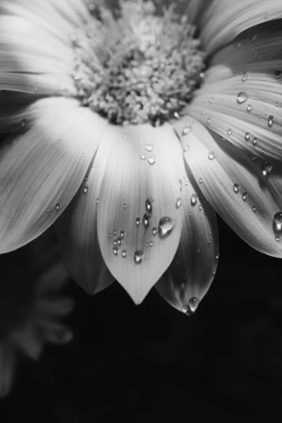 Gazania Black White Flower Closeup Macro Water Drops Лицензионные Стоковые Изображения
