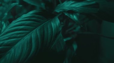 Spatthiphyllum yamyam yaprakları, soyut yeşil doku, doğa arka planı, tropikal yaprak