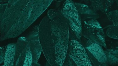 leylak siyah arkaplan beyaz vazo