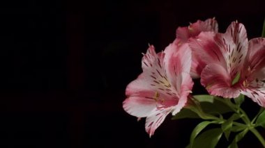 pembe ve beyaz zambak alstoemeria aurea su damlaları