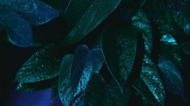 leylak siyah arkaplan beyaz vazo