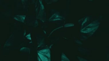 leylak siyah arkaplan beyaz vazo