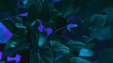 leylak siyah arkaplan beyaz vazo