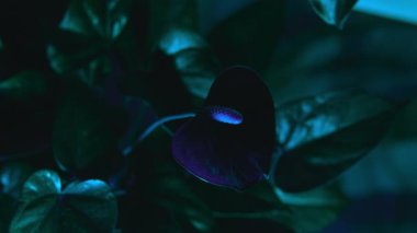 leylak siyah arkaplan beyaz vazo