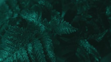 leylak siyah arkaplan beyaz vazo