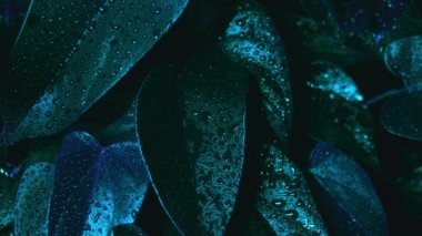 leylak siyah arkaplan beyaz vazo