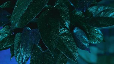 leylak siyah arkaplan beyaz vazo