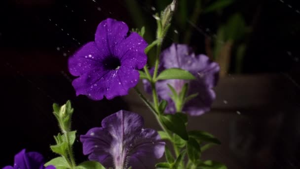 Púrpura Sulfinio Petunia Flor Gotas Agua — Vídeos de Stock