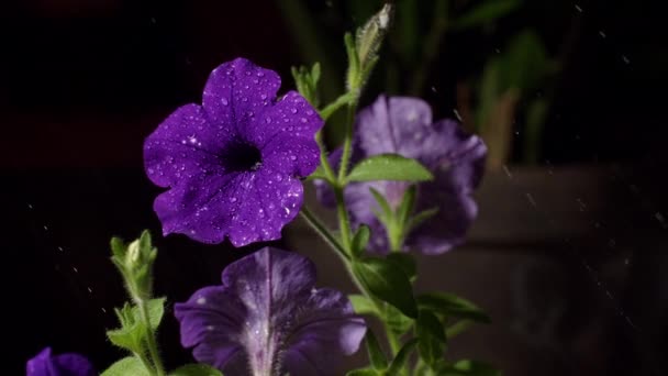 Violette Sulfinium Petunien Blüten Wassertropfen — Stockvideo