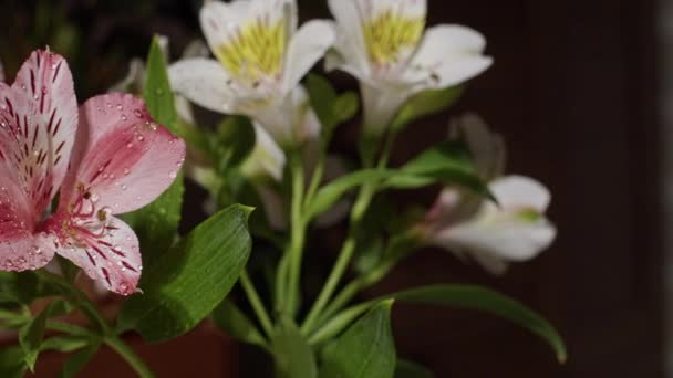 Рожева Біла Лілія Alstoemeria Aurea Краплі Води — стокове відео