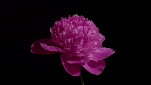 黒地にピンク色の牡丹の花を咲かせます 牡丹の花を開いて 時間の経過 クローズアップを咲かせます 結婚式の背景には バレンタインデーのコンセプト Uhdビデオのタイムラプス — ストック動画