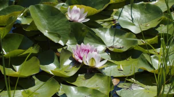 Lotus Water Lilies Lake Pond — ストック動画