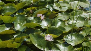 Lotus water lilies in the lake pond