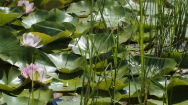 Göl gölündeki nilüferler