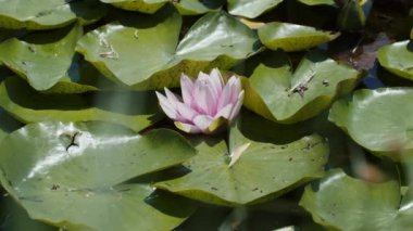 Göl gölündeki nilüferler