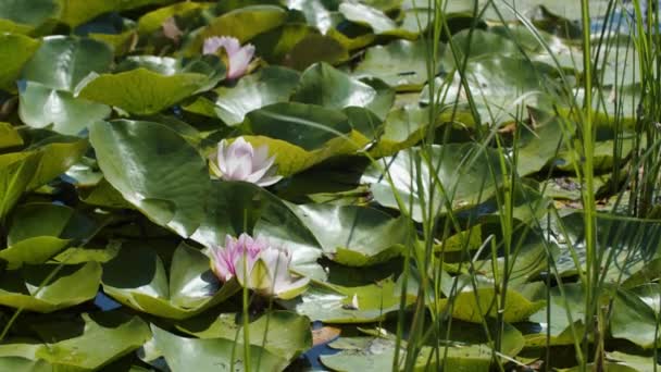 Lotus Water Lilies Lake Pond — стоковое видео