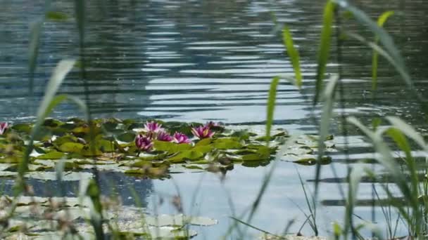 Лотосові Водяні Лілії Ставку Озера — стокове відео
