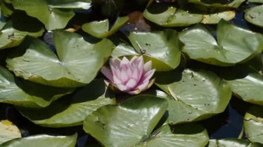 Göl gölündeki nilüferler