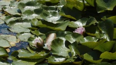 Göl gölündeki nilüferler