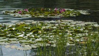 Lotus water lilies in the lake pond