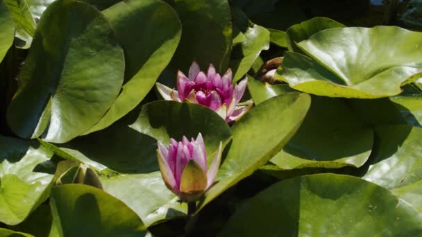 Lotus Water Lilies Lake Pond — ストック動画