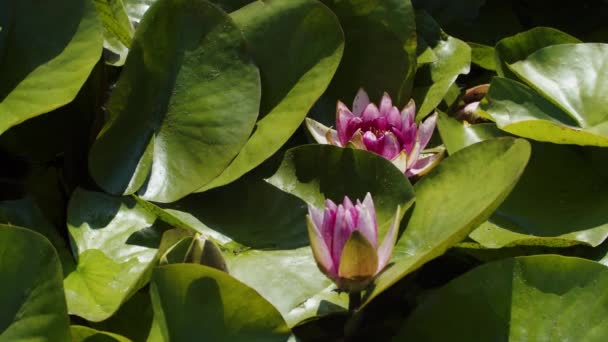 Lotus Water Lilies Lake Pond — Vídeo de Stock