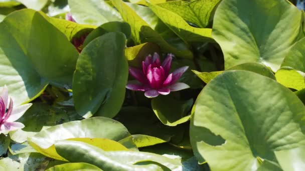 Lotus Water Lilies Lake Pond — стоковое видео