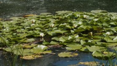 Göl gölündeki nilüferler