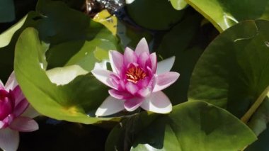 Göl gölündeki nilüferler