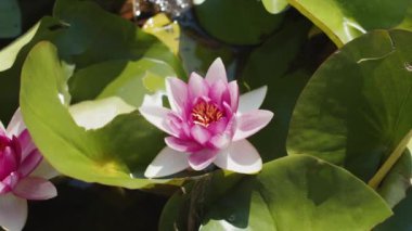 Lotus water lilies in the lake pond