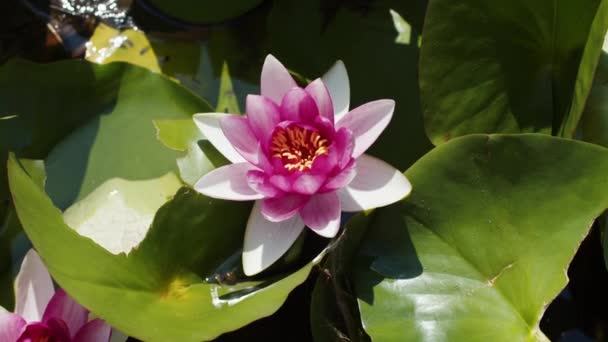 Lotus Water Lilies Lake Pond — ストック動画