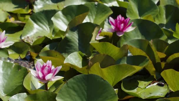 Lotus Water Lilies Lake Pond — Vídeos de Stock