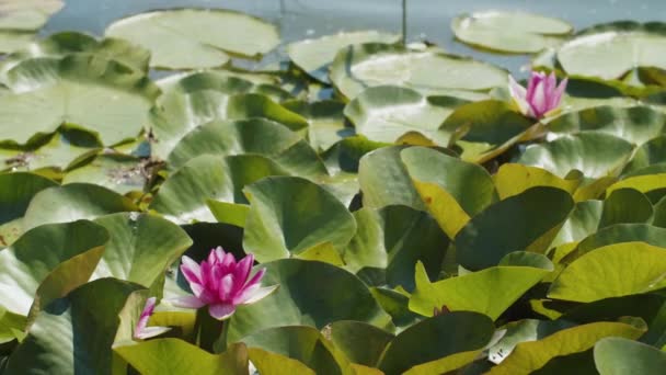 Lotus Water Lilies Lake Pond — ストック動画