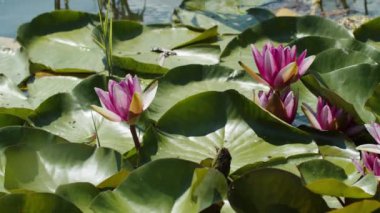 Göl gölündeki nilüferler