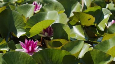 Göl gölündeki nilüferler