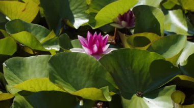 Göl gölündeki nilüferler