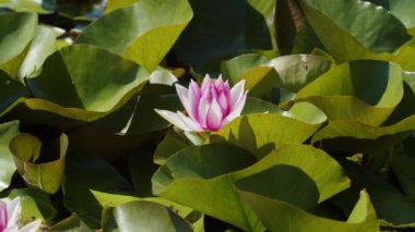 Göl gölündeki nilüferler