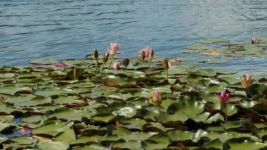 Lotus water lilies in the lake pond