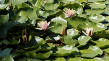 Lotus water lilies in the lake pond