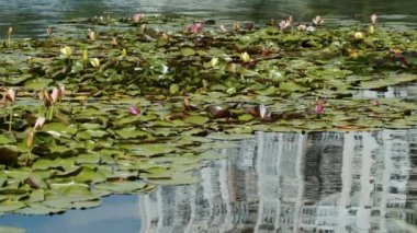 Lotus water lilies in the lake pond