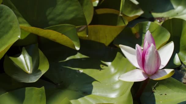 Lotus Water Lilies Lake Pond — Vídeos de Stock