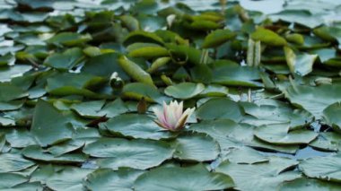 Göl gölündeki nilüferler