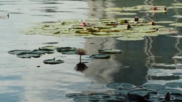 Lotus Water Lilies Lake Pond — ストック動画