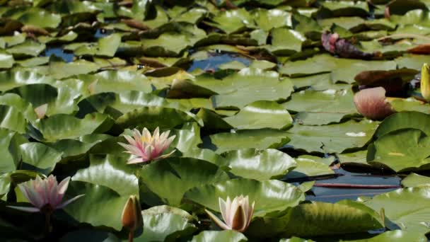 Lotus Water Lilies Lake Pond — ストック動画